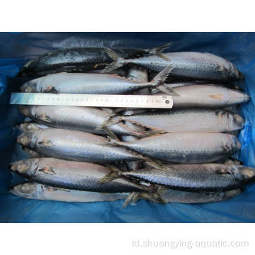 Pendaratan baru Frozen Pacific Mackerel Fish 200-300g